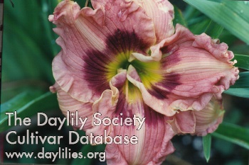 Daylily Angel Rodgers